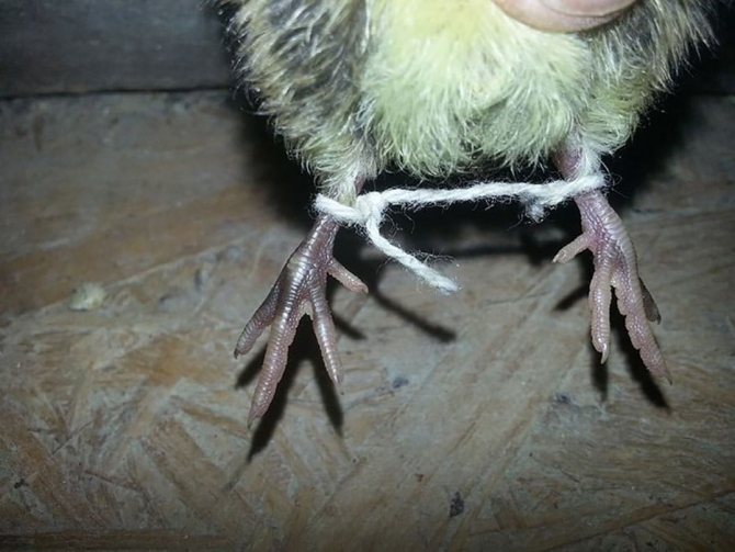 О болезнях ног у цыплят: почему садятся на ноги, что делать, чем лечить