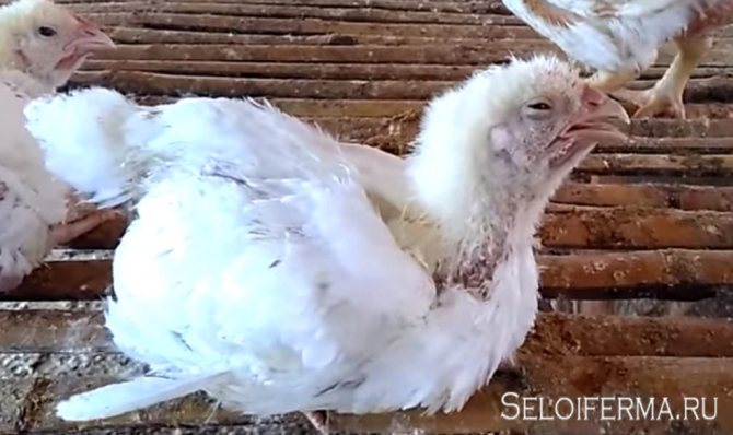 Цыплята чихают и хрипят: чем лечить бройлеров, виды и причины заболеваний, методы и способы лечения
