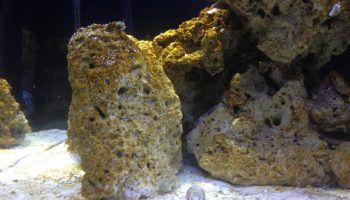 Почему в аквариуме бурые водоросли и как от них избавиться
