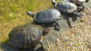 Красноухая черепаха: содержание и уход