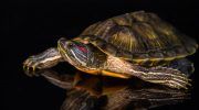Почему красноухая черепаха не ест, вялая и спит и что делать
