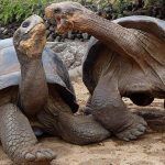 Две большие черепахи