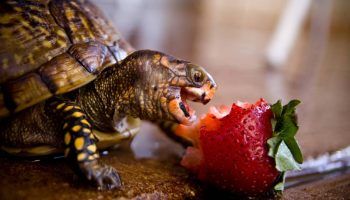 Правильное кормление сухопутной черепахи в домашних условиях