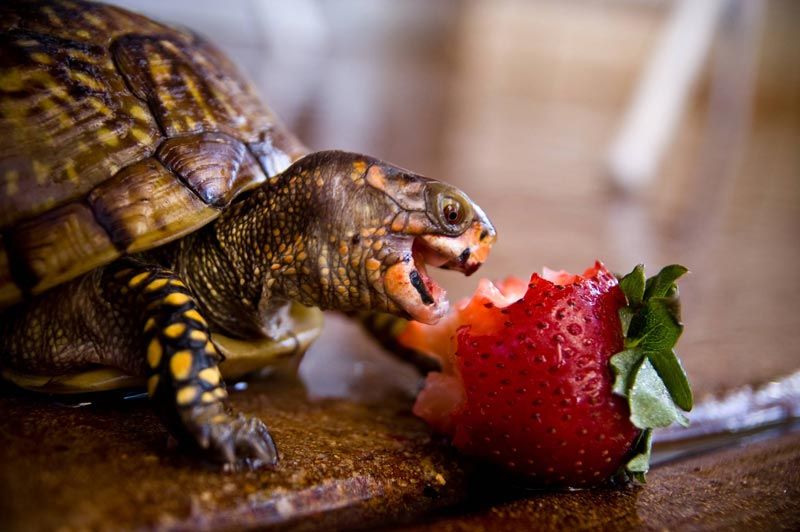 Чем кормить сухопутную черепаху в домашних условиях: что едят черепашата?