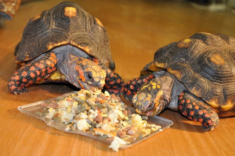 Черепахи едят