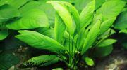 Анубиас: фото, описание, содержание растения в аквариуме