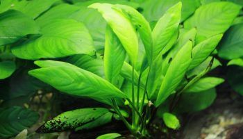 Анубиас: фото, описание, содержание растения в аквариуме
