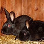 Два черных кролика