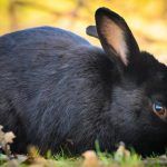 Красивый черный кроль