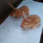 Как проходит вязка декоративных и карликовых кроликов