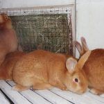 Крольчата бургундской породы