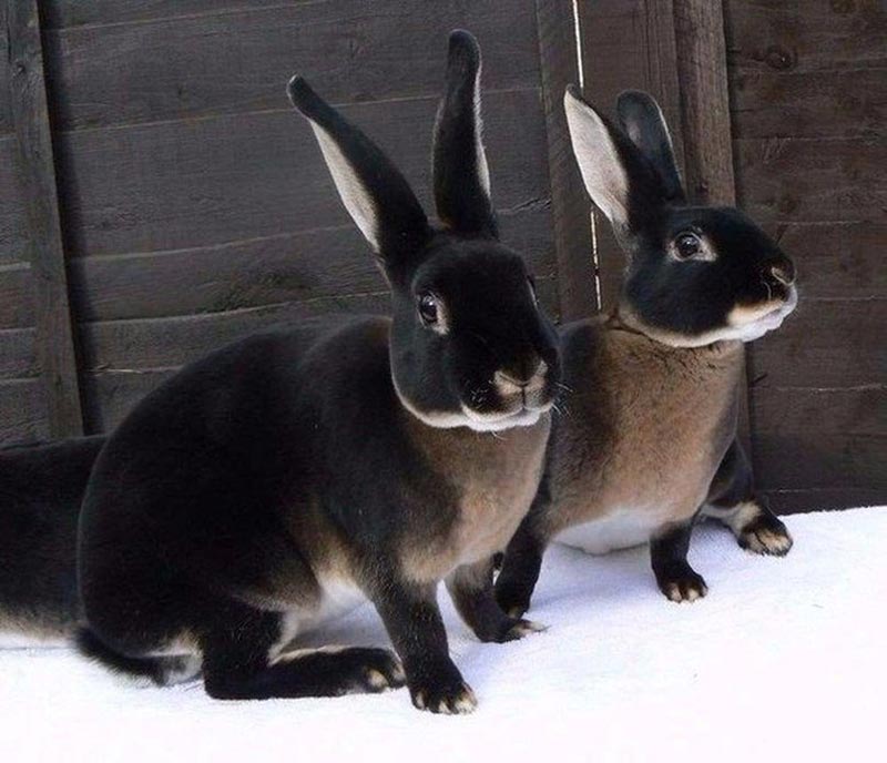Черно-бурые кролики