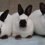 Три кролика калифорнийца