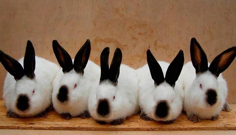 Пять кролей