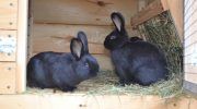 Витамины для кроликов: перечень и в каких случаях давать