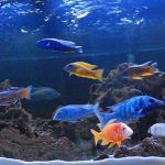 Большой аквариум с разными рыбами