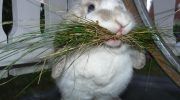 Кормушки для кроликов: как сделать, требования и особенности