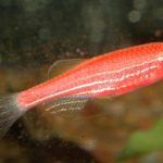 Красноватая рыбка