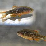 Две светящиеся рыбки данио