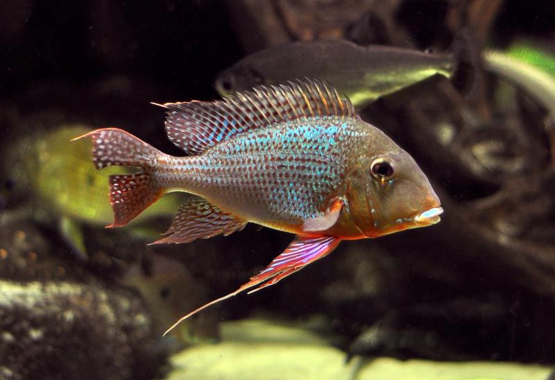 geophagus altifrons