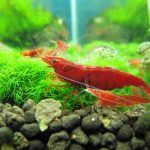 Красная креветка в аквариуме