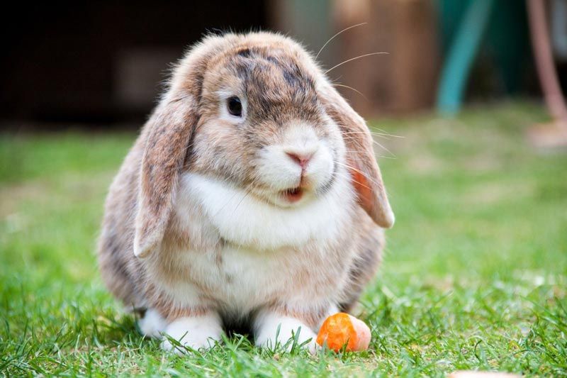Кролик баран: история породы и разновидности