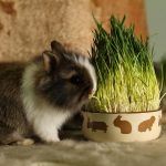 Кролик ест траву