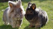 Чем отличаются кролики от зайцев