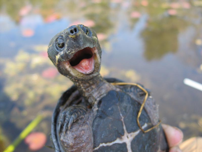Мускусная обыкновенная черепаха: содержание, описание, питание и размножение