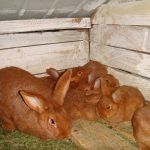 Кролики-новозеландцы в клетке