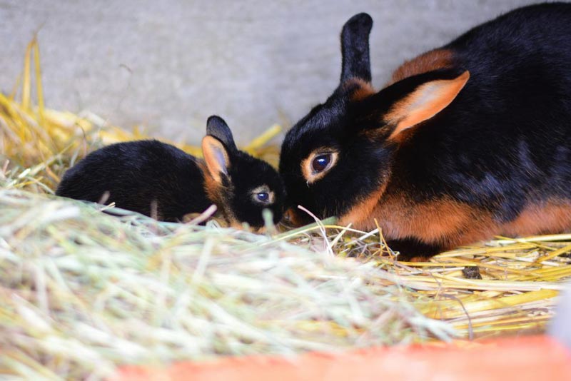 Крольчонок с матерью