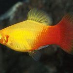Рыбка рыже-желтая