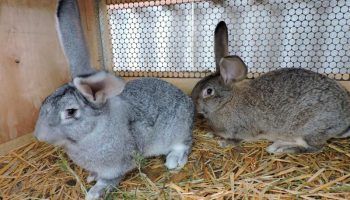 Кролики породы Ризен