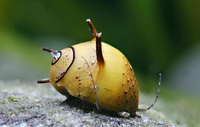 Horned Nerite Snail 