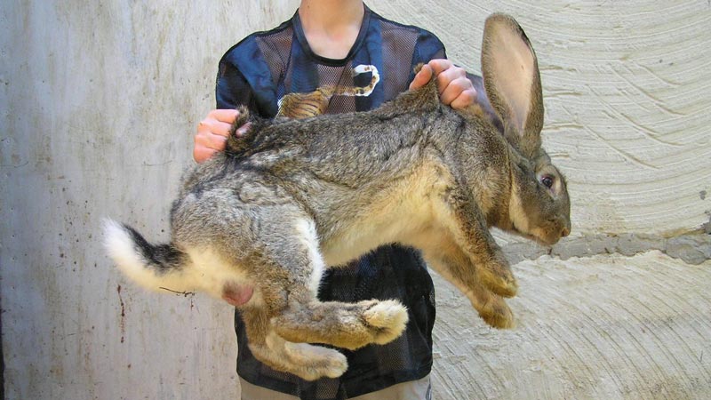 Крупные породы кроликов