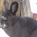 У кроля нос в снегу