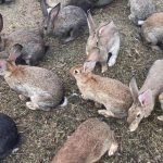 Кролики в яме