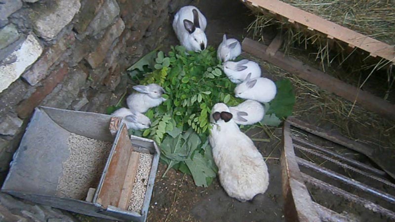 Рассмотрим за и против содержания и разведения кроликов в ямах