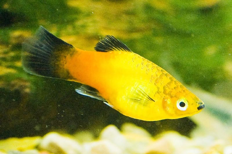 Желтая рыбка
