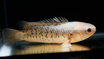Анабас или рыба-ползун: фото, описание, содержание в аквариуме