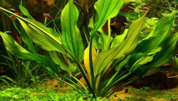 Эхинодорус: фото, виды растения и описание, содержание в аквариуме