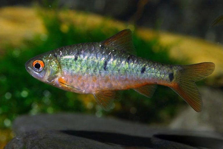 Фото аквариумная рыбка barbus semifasciolatus