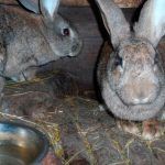 Кролики после комбикорма