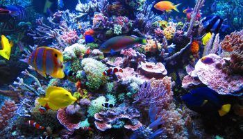 Морской аквариум: как создать в домашних условиях