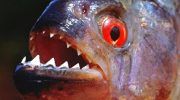 Рыба пиранья: фото, описание, содержание в аквариуме