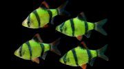 Барбус Суматранский: фото, описание, содержание в аквариуме