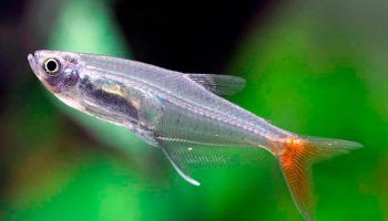 Рыбка Тетра: фото, описание, содержание в аквариуме