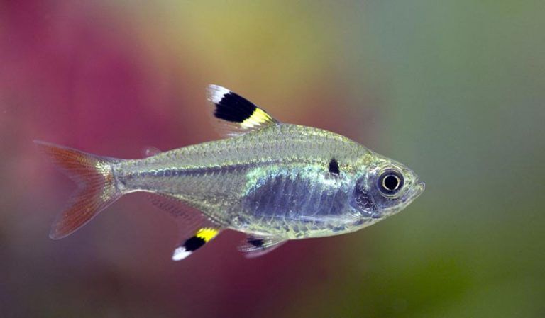 Тетра аквариумная рыбка виды и фото с названиями