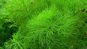 Амбулия или Лимнофила: виды и содержание аквариумного растения