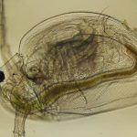 Корм для рыбок Дафния под линзой микроскопа